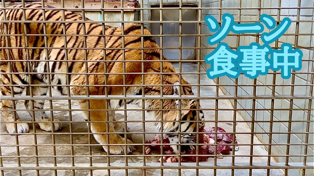 アムールトラ　ソーンくん　ひと暴れしてからお食事です【浜松市動物園】Amur tiger Son-kun Hamamatsu Zoo 