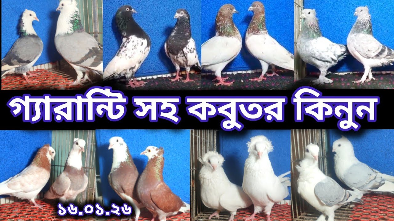 সিলভার-গিরিবাজ--গর্রা--গোল্লা--চিলা--মুসালদম সহ অনেক কবুতর কিনুন কম দামে #কবুতর_পালন