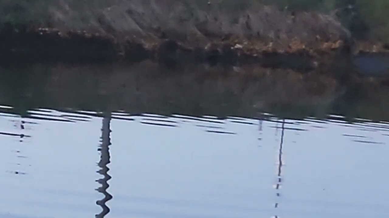#serpentinecreek. #otters