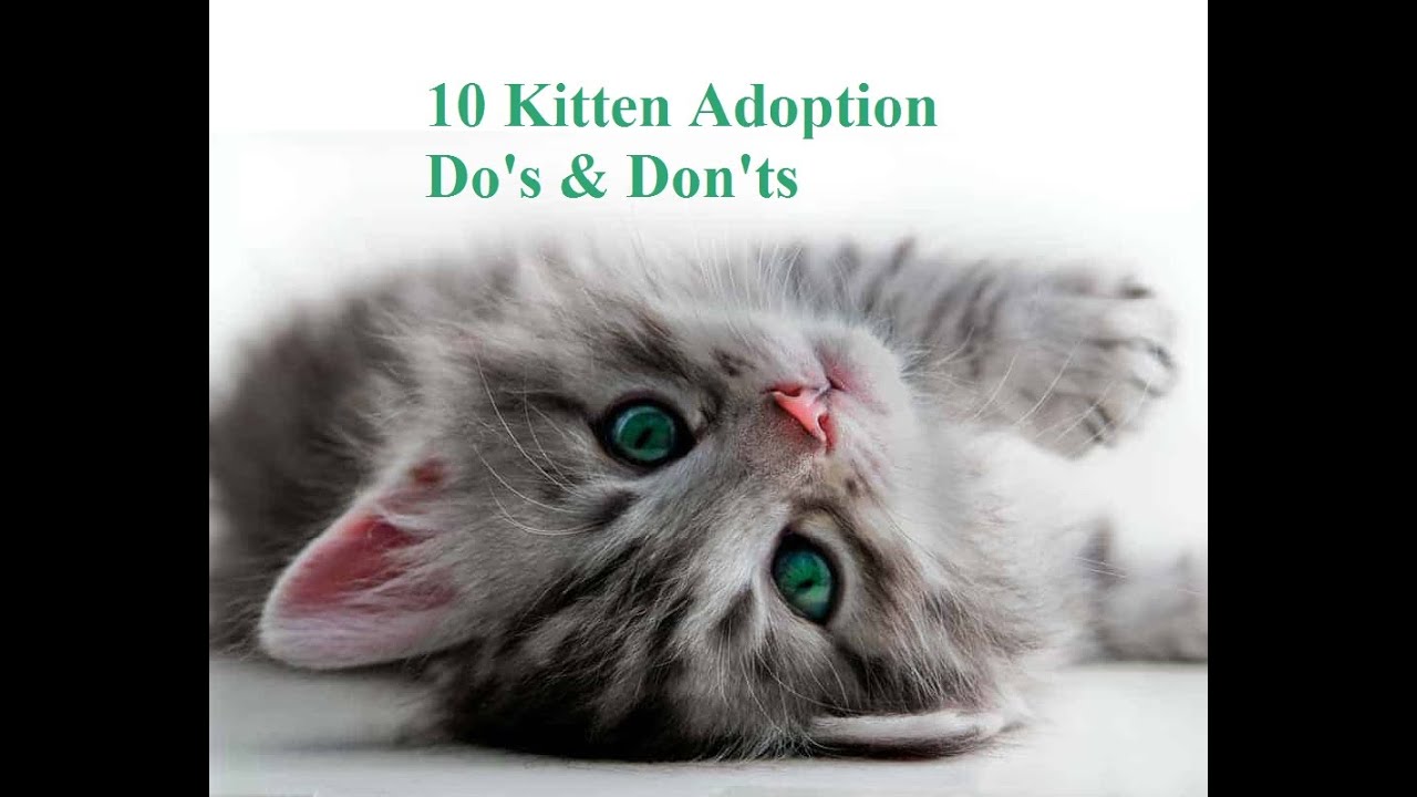 Ask Amy: 10 Must Know Tips for Kitten Season & Adopting Kittens