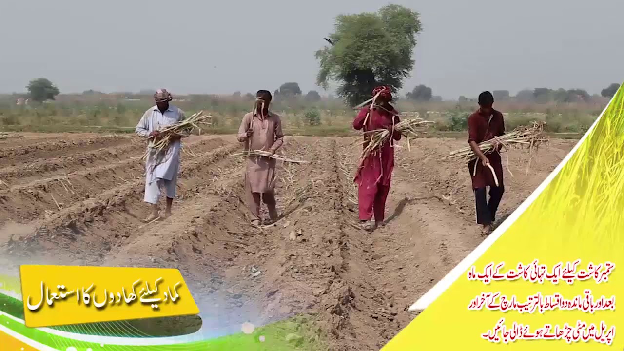 (Sugarcane Production Technology)                گنا کی پیداواری ٹیکنالوجی