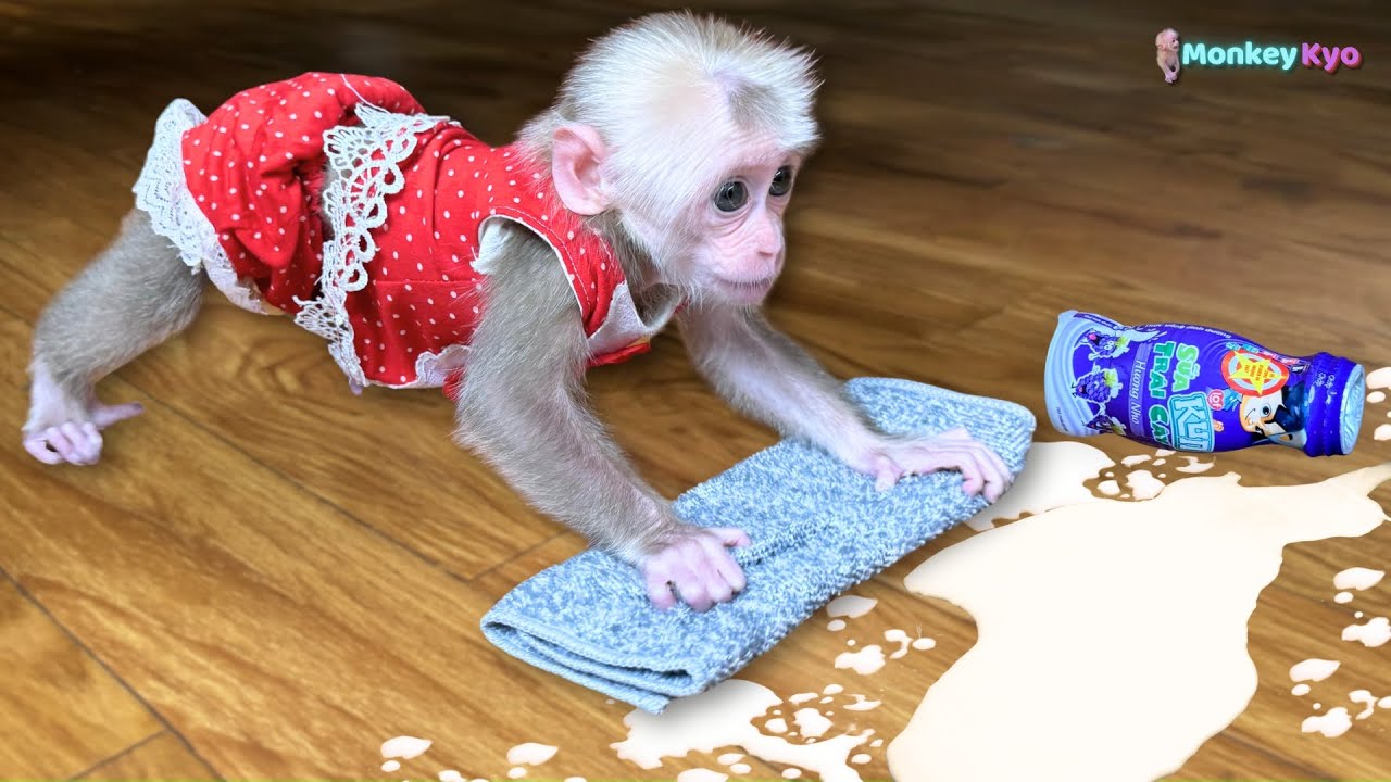 Super smart! Monkey Kyo cleans the house very cleanly after spilling milk!