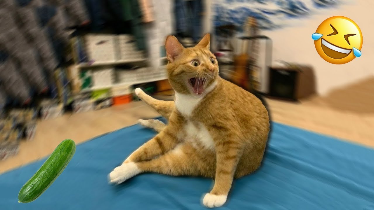 Funny Cats Videos Clips😂 - Funny Moments Cats And Dogs 2025
