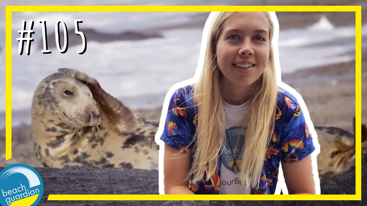 SEALS on the Cornwall coast! What you need to know!