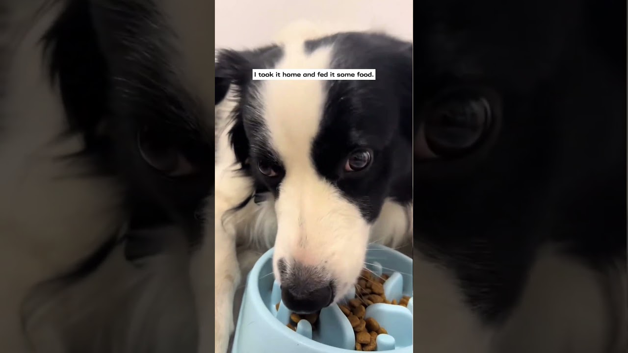 I found a dog being cruelly thrown out of a car and then...#animalrescue