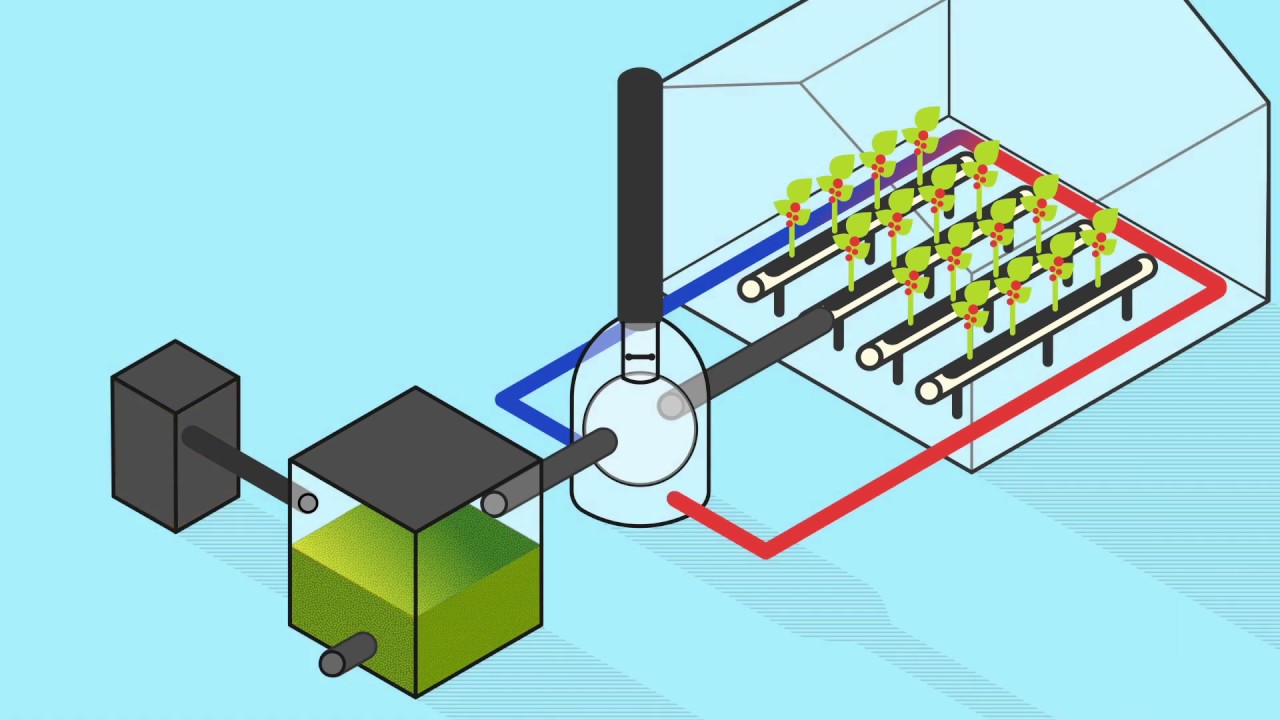 Hot Lime System: Increasing Greenhouse Crop Growth