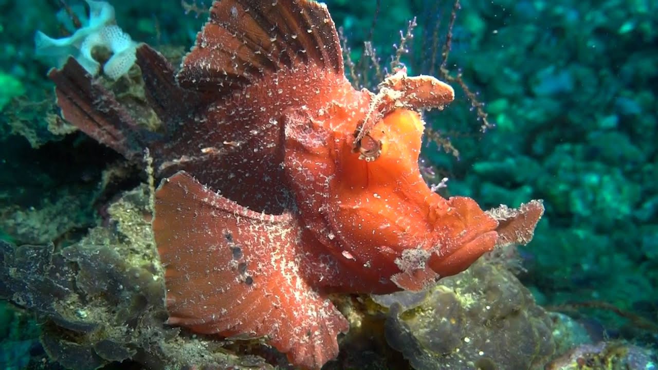 Diving Alor La P'tite Kepa - Macro dive - Indonesia 2013