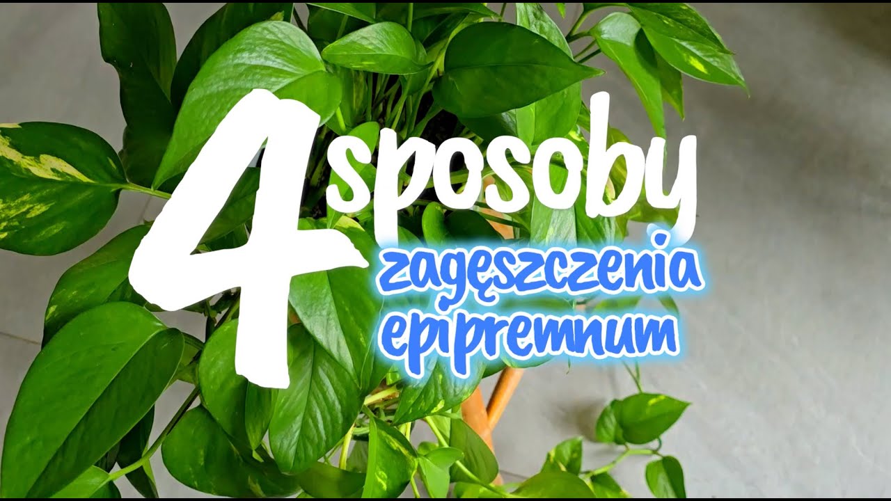 4 sposoby zagęszczania epipremnum. Co zrobić by roślina była gęsta i piękna?