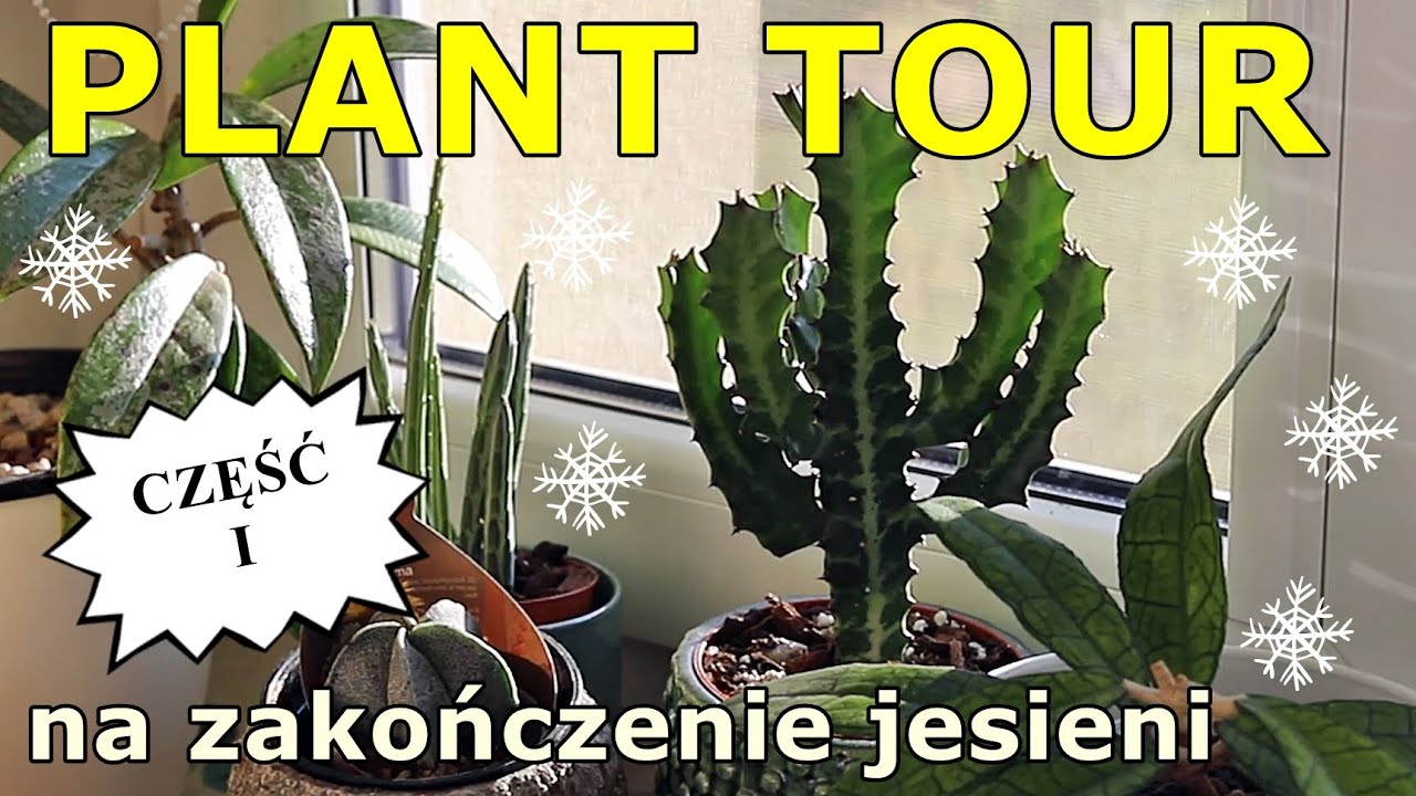 PLANT TOUR * Aktualizacja roślin przed kalendarzową zimą * część 1
