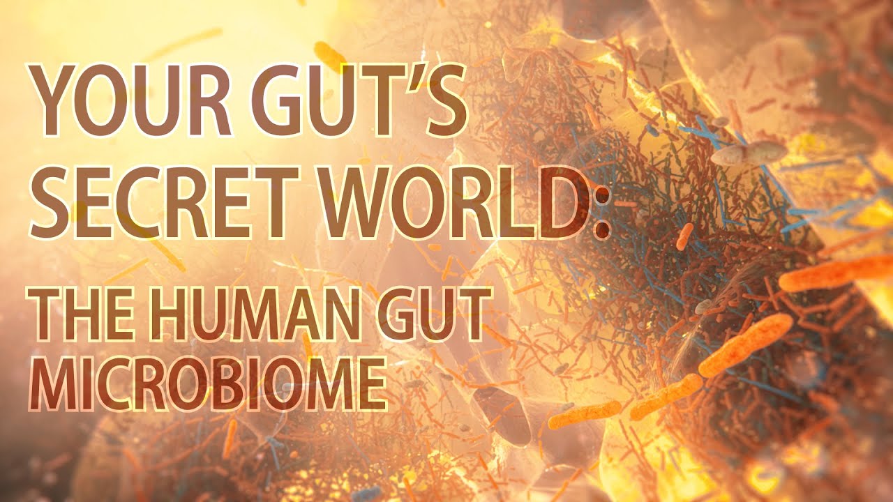 Human gut microbiome | microbiome animation | #microbiome | #gutmicrobiome | #microbiota #guthealth