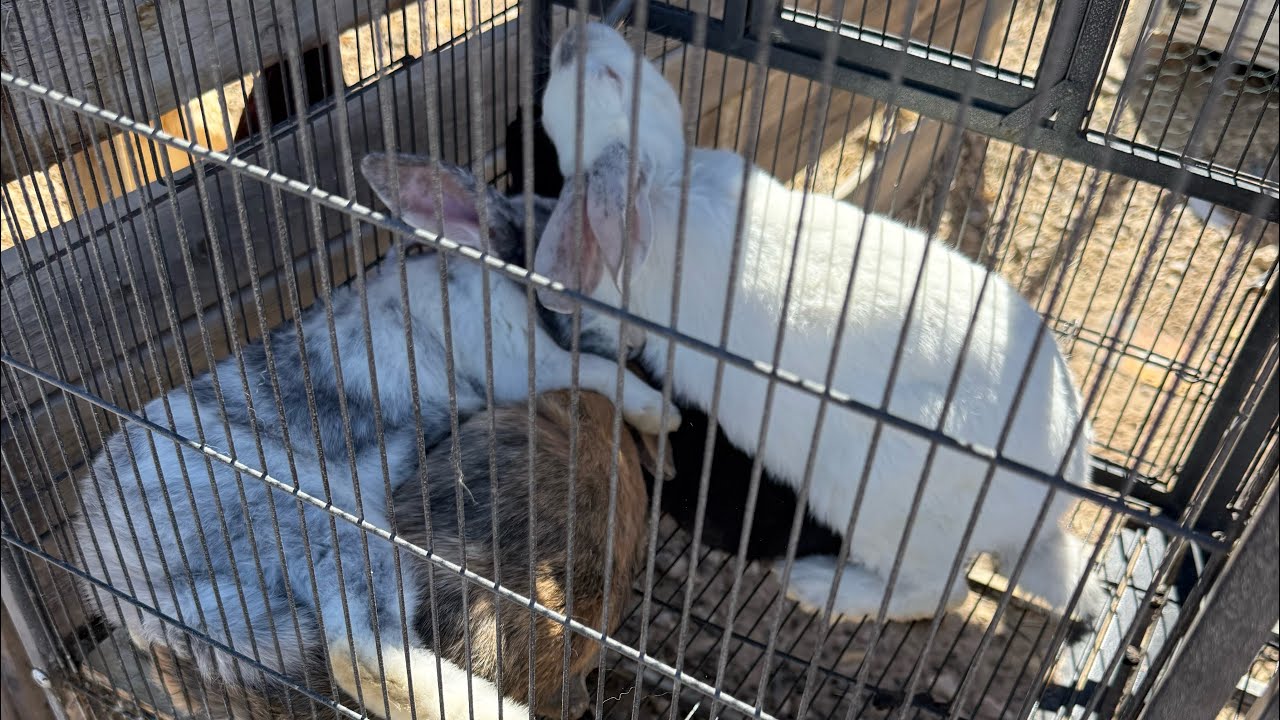 3/2/26 10:49am NEW Tamuks colony space from rooster cage | 2 Girls 2 Boys #doebuck #texasbunnies 