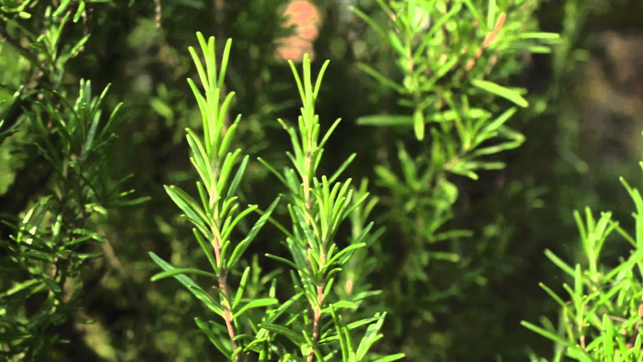Prot&eacute;ger son jardin potager des insectes et des maladies