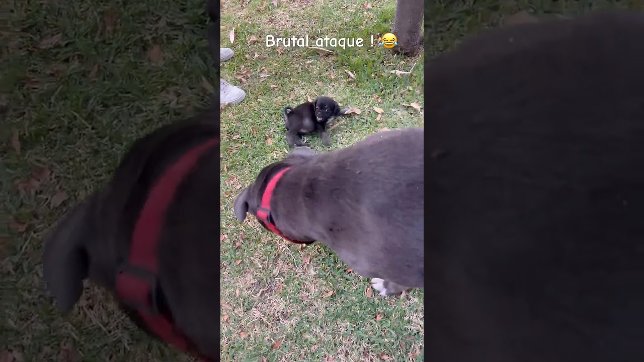 Brutal ataque ! 😂 #shortviral  #shorts #puppy