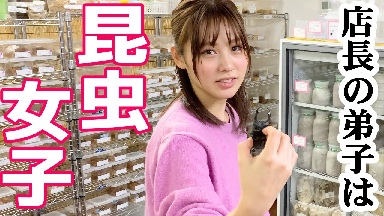 昆虫ショップで働く美女とクワガタ相撲で対決してみた！！！