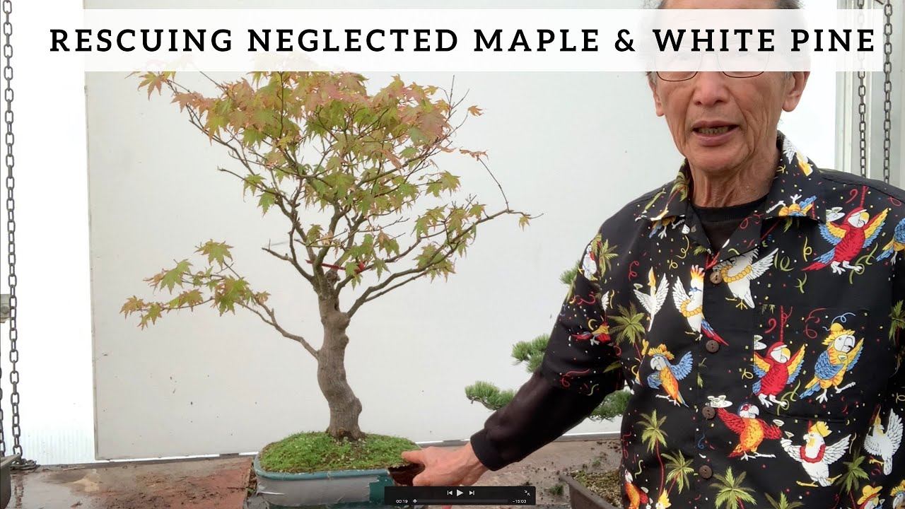 Rescuing A Neglected Maple & Japanese White Pine