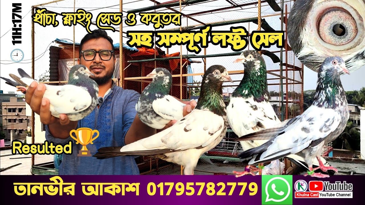 Best Quality Pigeon Sale ।। ভালো মানের কিছু কবুতর বিক্রয় হইবে।। ফ্লাইং সেড সহ সম্পুর্ন  লফট সেল।