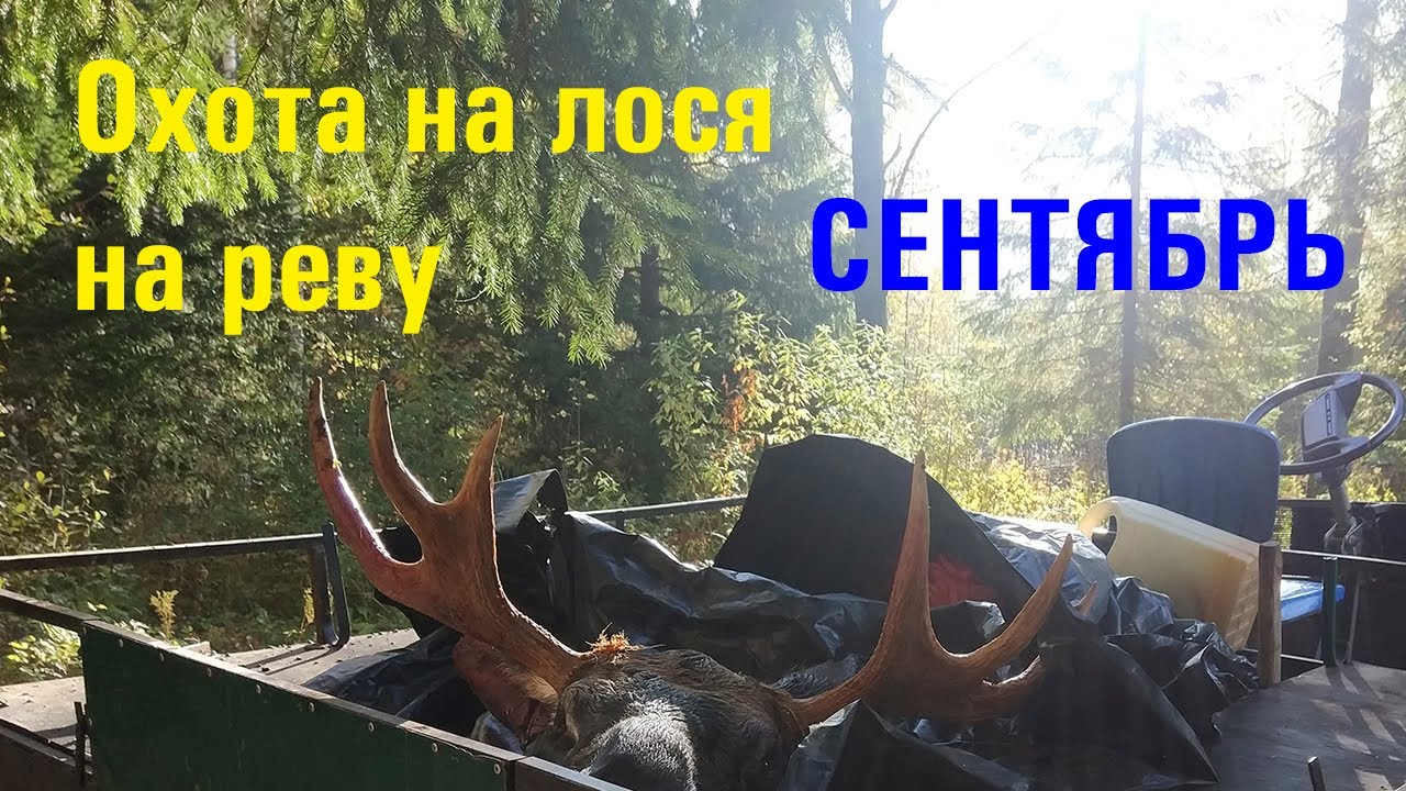 ОХОТА НА ЛОСЯ ВО ВРЕМЯ ГОНА. (СЕНТЯБРЬ 2020)Moose Hunting