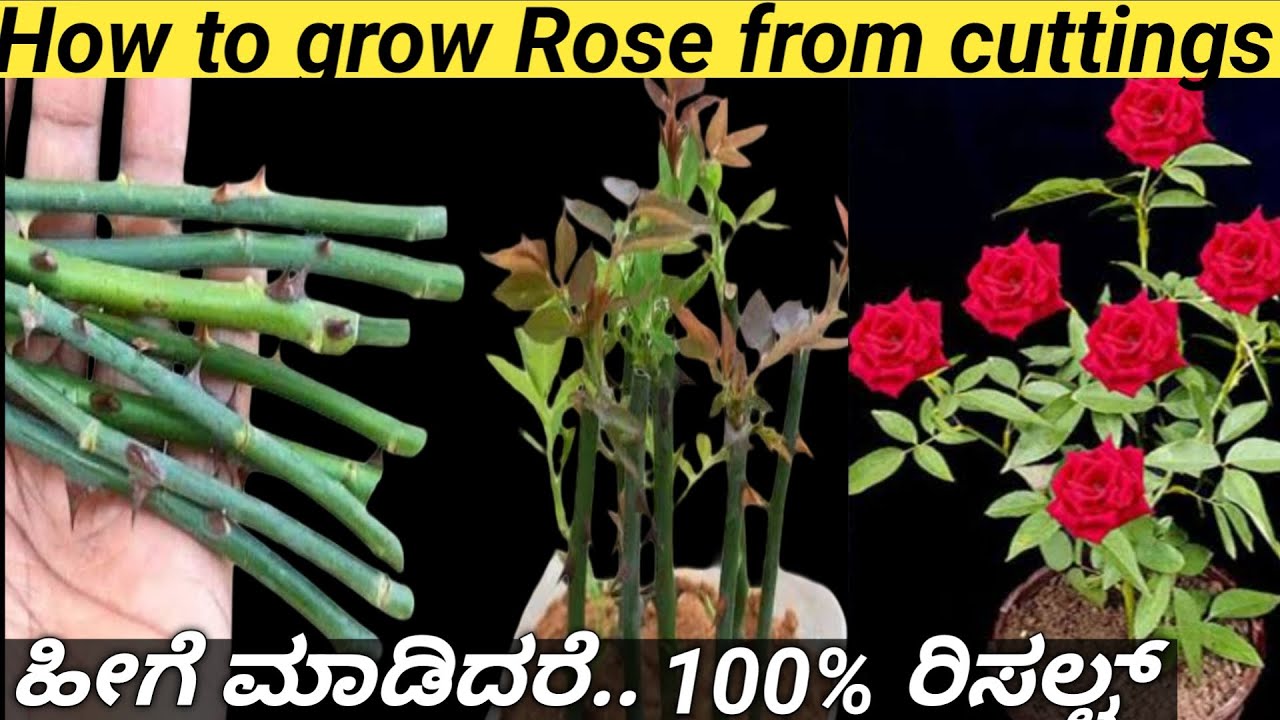 How to grow Rose plants from cuttings/ಗುಲಾಬಿ ಕಟ್ಟಿಂಗ್ ಹೀಗೆ ನೆಟ್ಟು ನೋಡಿ 100% ರಿಸಲ್ಟ್ #rose