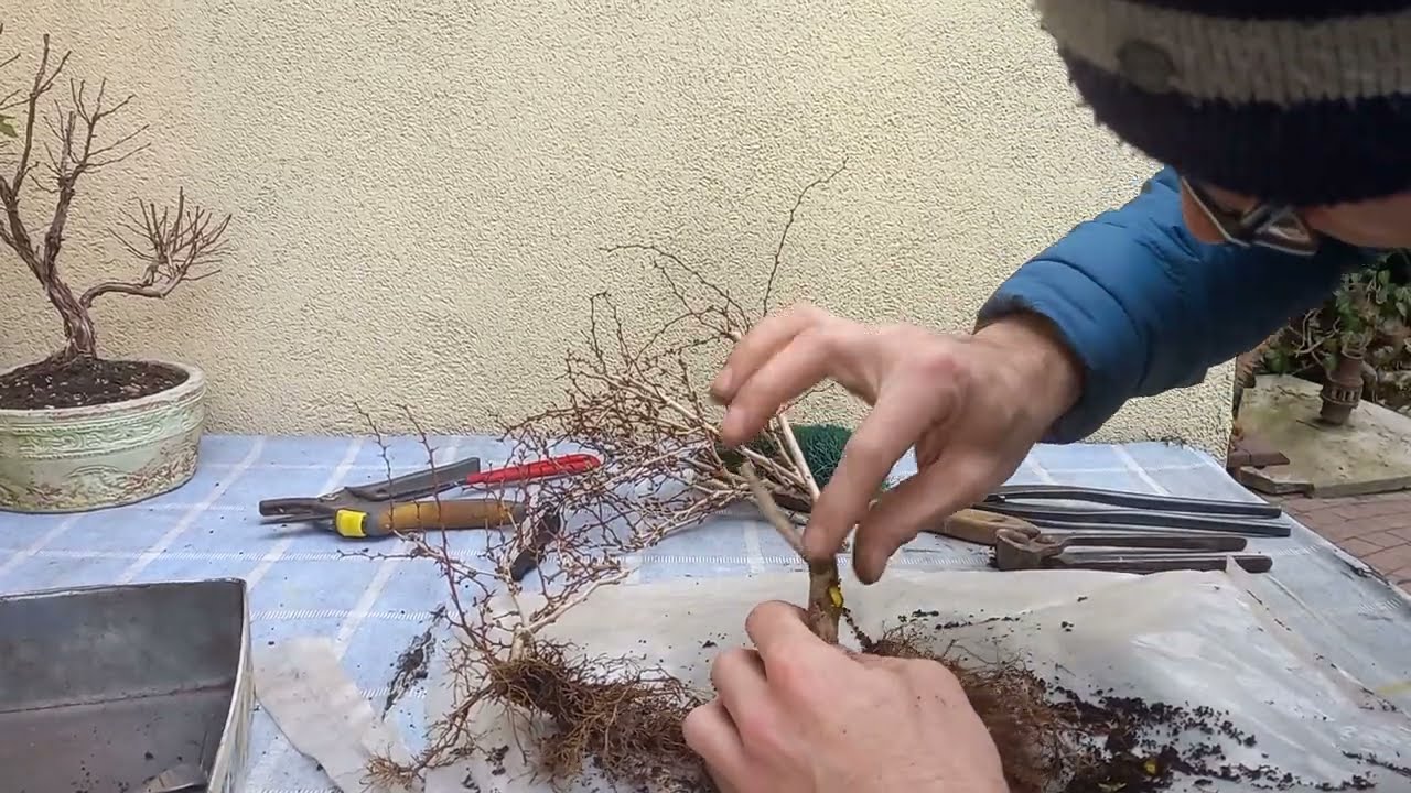 Berberys thunberga-wstępne kształtowanie materiału szkółkowego