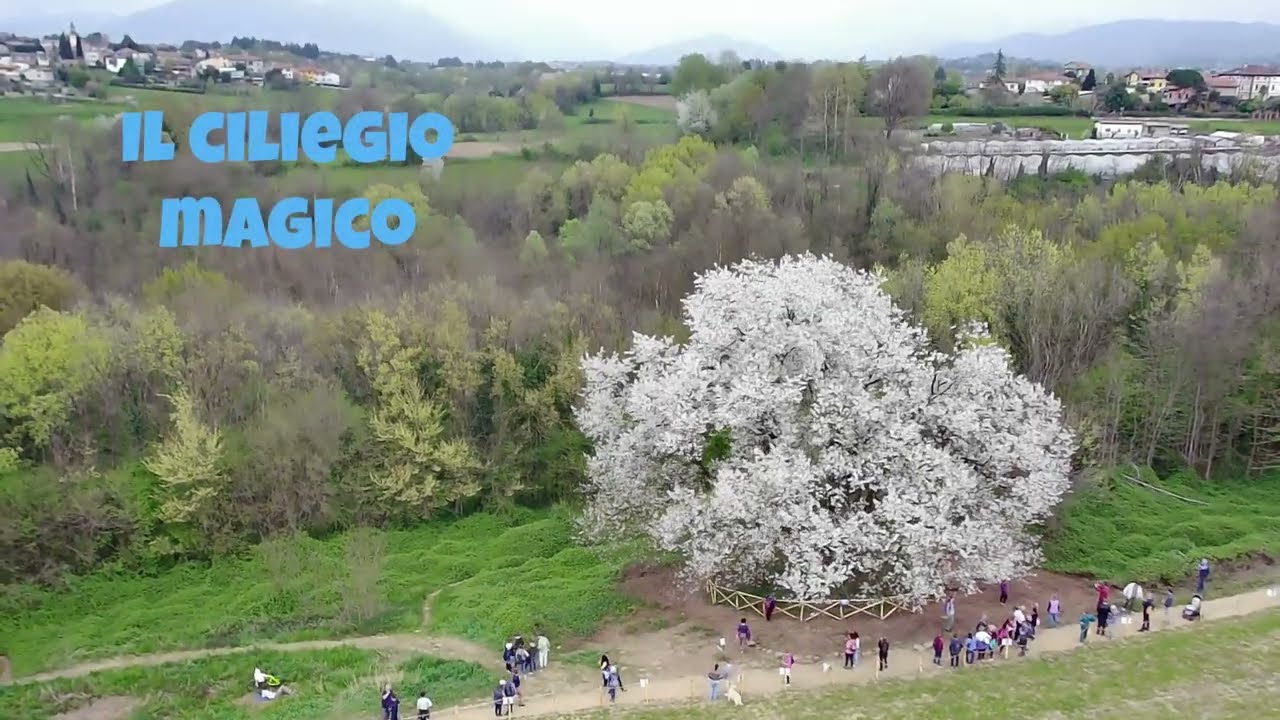 Ciliegio secolare Besana Brianza by drone
