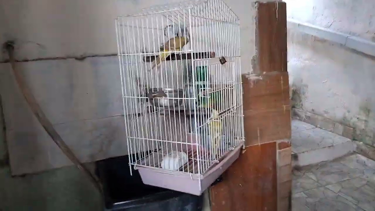 Os Red  querem  acasalar. Vejam  que  mararavilha 