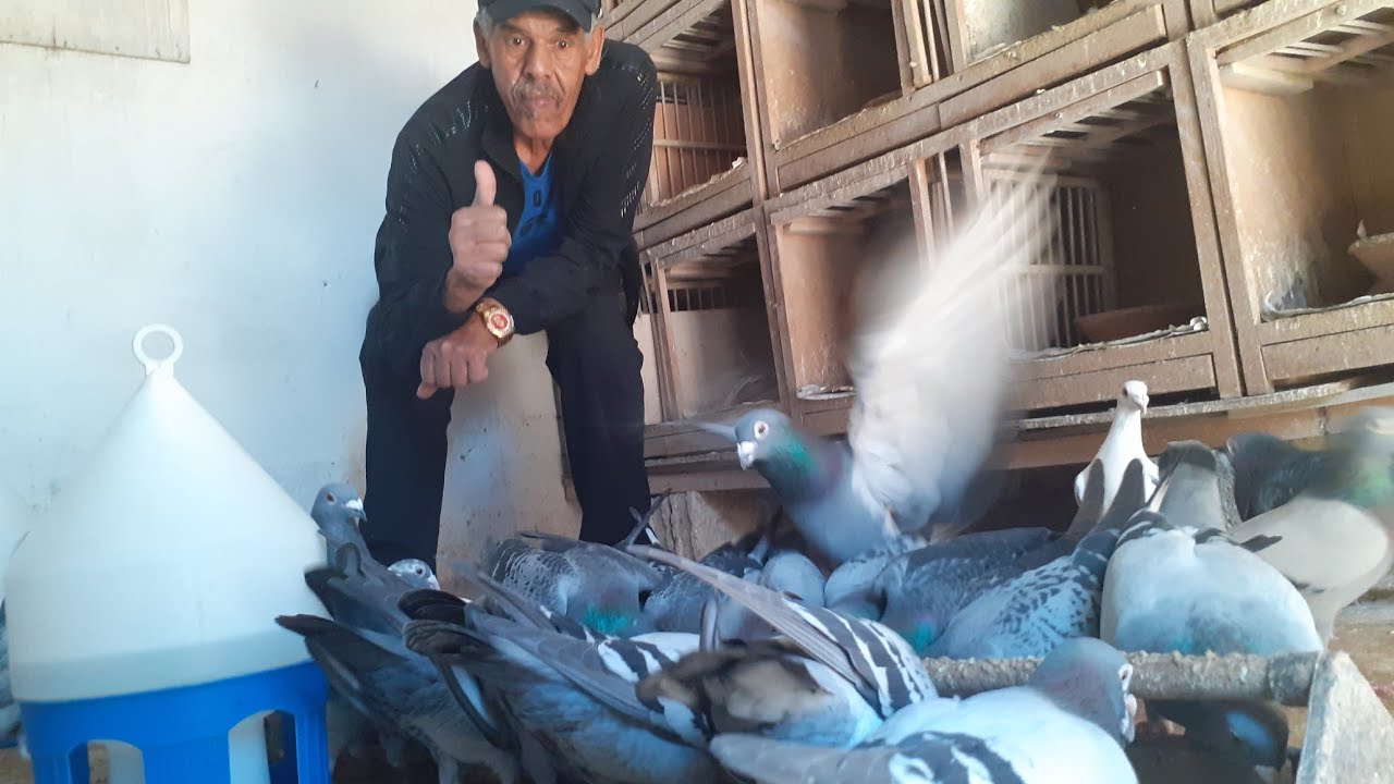 زيارة عند قادري شركي أحد قدماء تربية الحمام الزاجل في المغرب يروي لنا عن علاقته وحبه للحمام الزاجل💗
