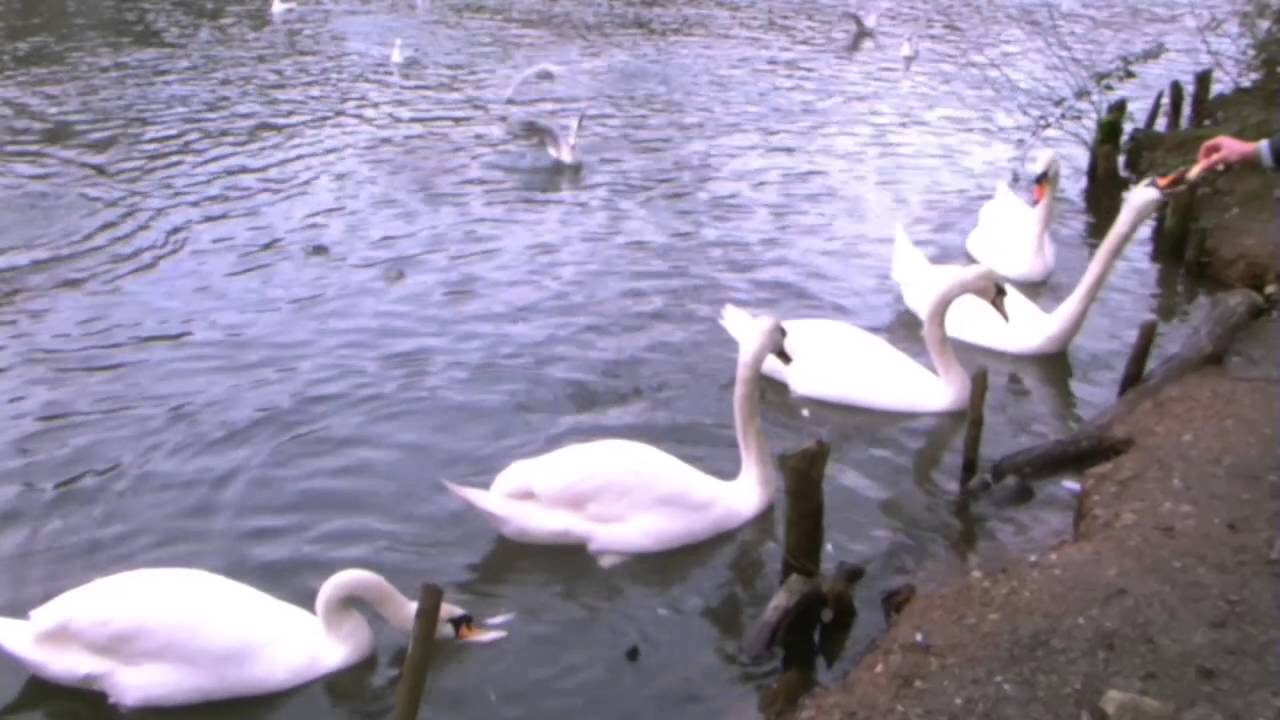 Tehidy wildlife