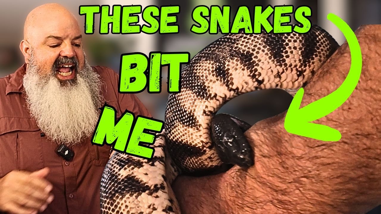 All The Snakes Who Have Bitten Me, And Here's Why They Did It