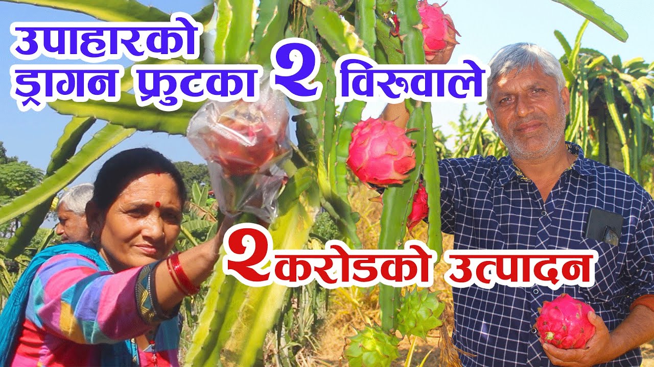 ड्रागनको उत्पादनले मख्ख दुवाडी ||  Dragon Fruit Farming Chitwan Nepal || Khemraj Duwadi