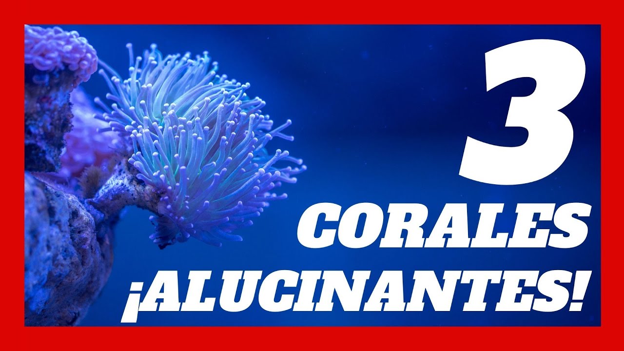 CORALES Euphyllia Tubastrea y Fungia  🐠