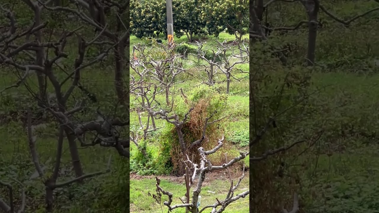 釋迦樹果園