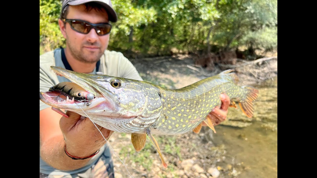 Разбиващ риболов на щуки с повърхностни примамки и други. Topwater pike fishing.