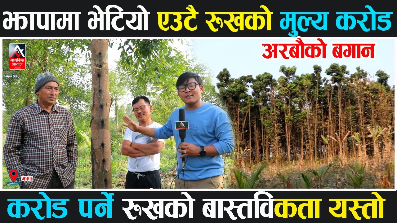 झापामा भेटियो एउटै रुखको मुल्य करोड भन्दा माथि बगान मालिक के भन्छन त ? के साच्चै १ करोड मुल्य पर्छत?