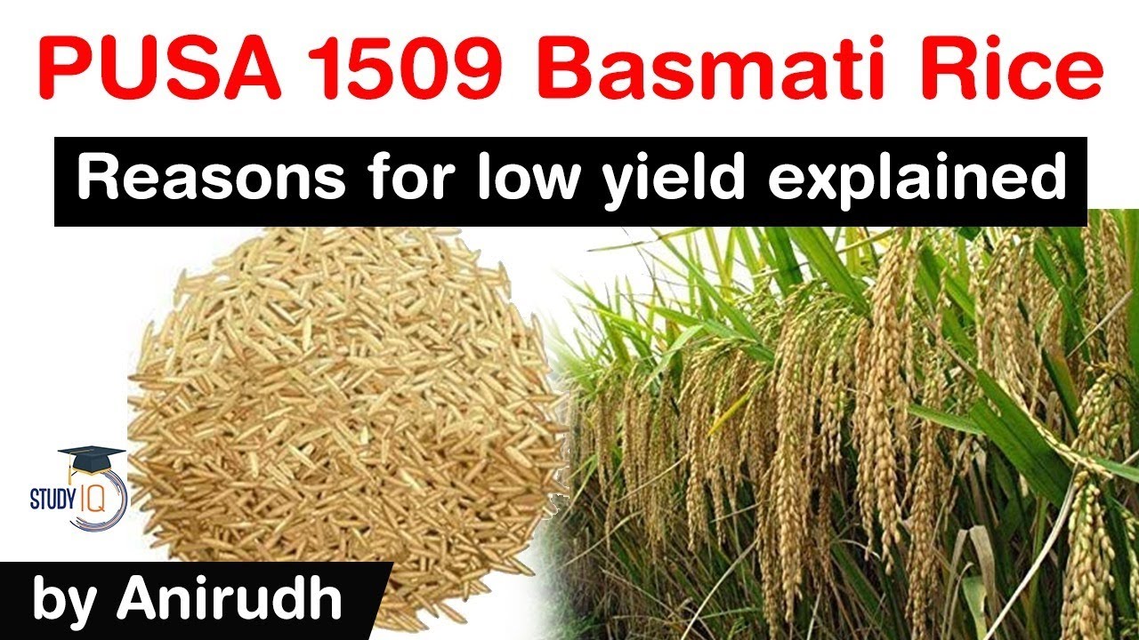 PUSA Basmati Rice 1509 - Reasons for low yield in Punjab and Haryana explained #UPSC #IAS