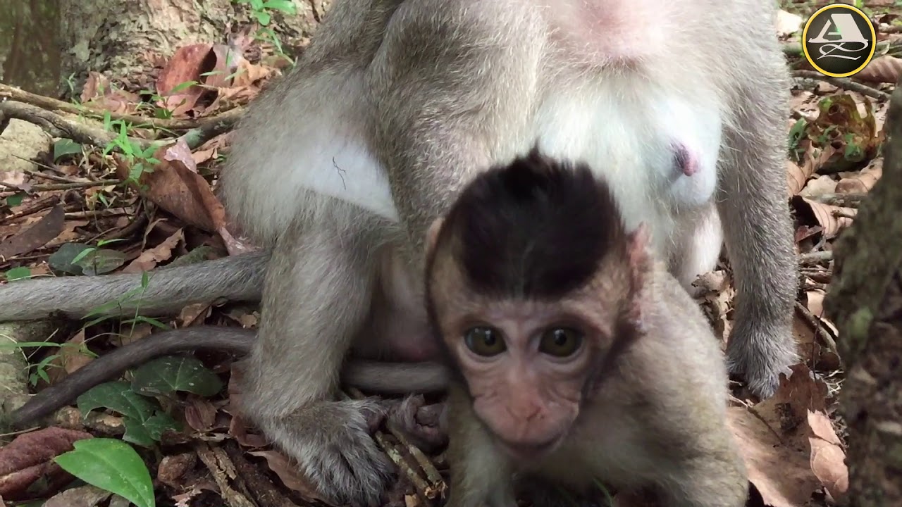 Charles Monkey Making His Mother Angry! Monkey Daily Life