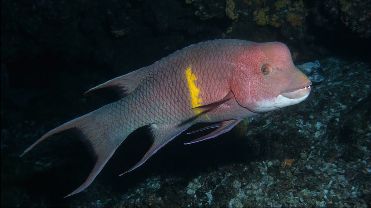 Facts: The Mexican Hogfish