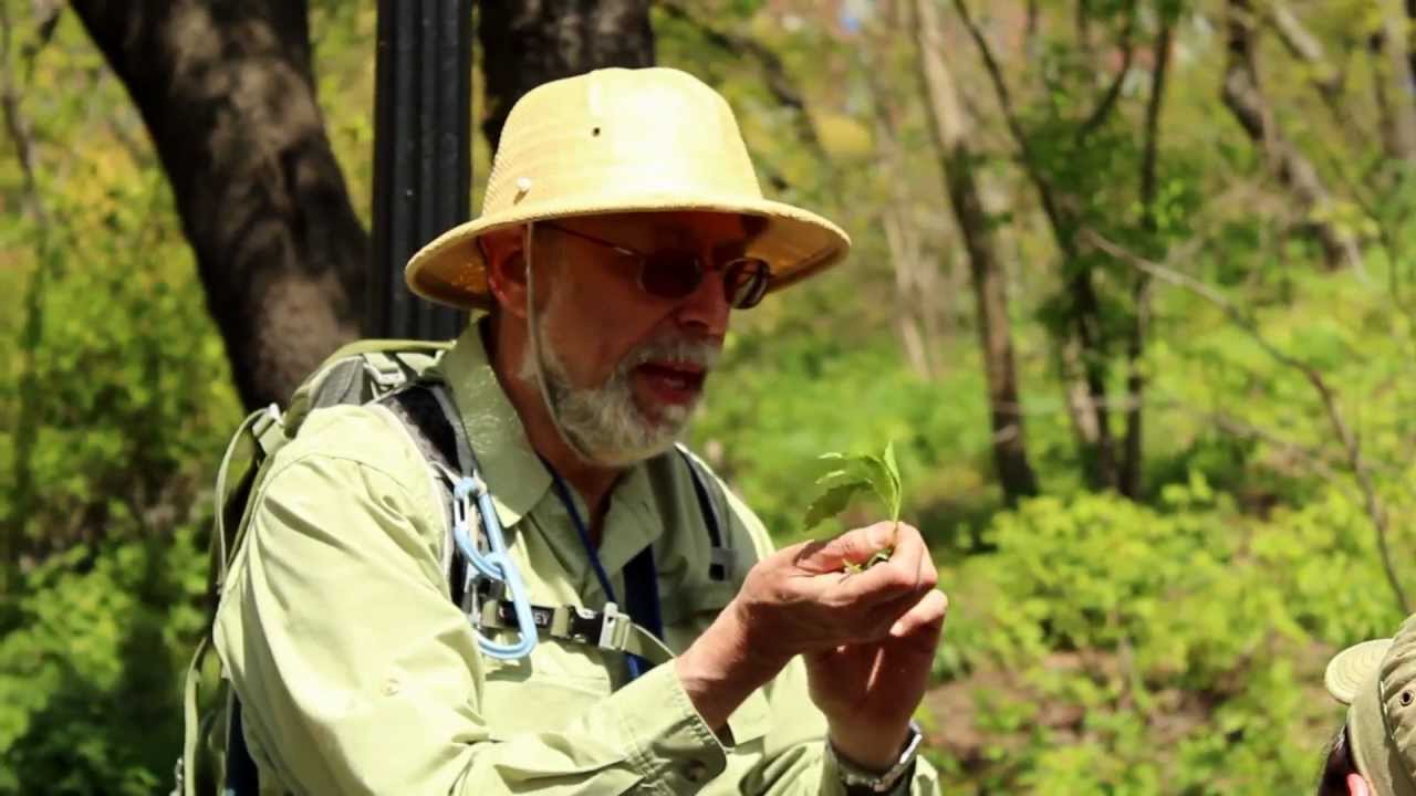 Foraging in Central Park with Wildman Steve Brill