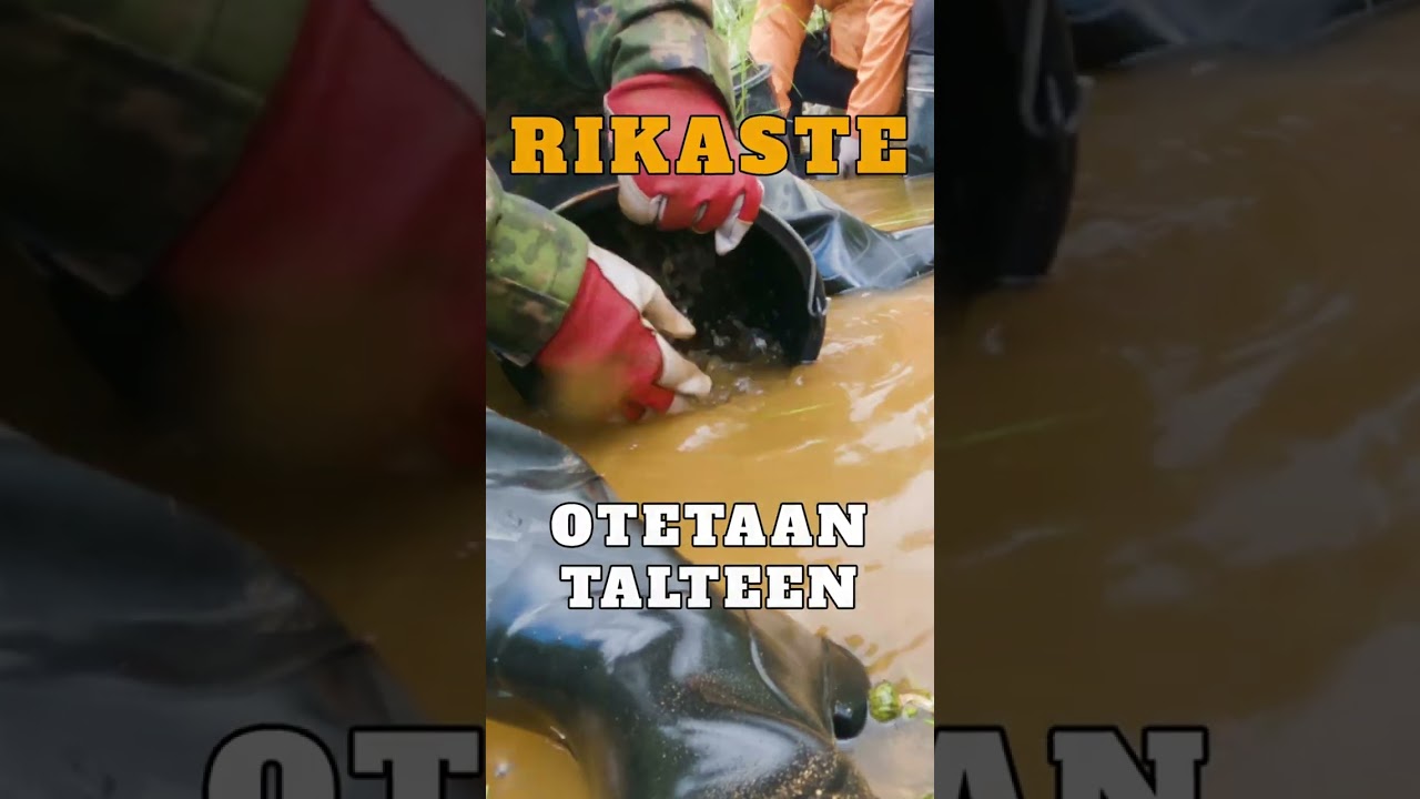 N&auml;in Lapista huuhdotaan Kultaa #kultaa #kullanhuuhdonta #lappi