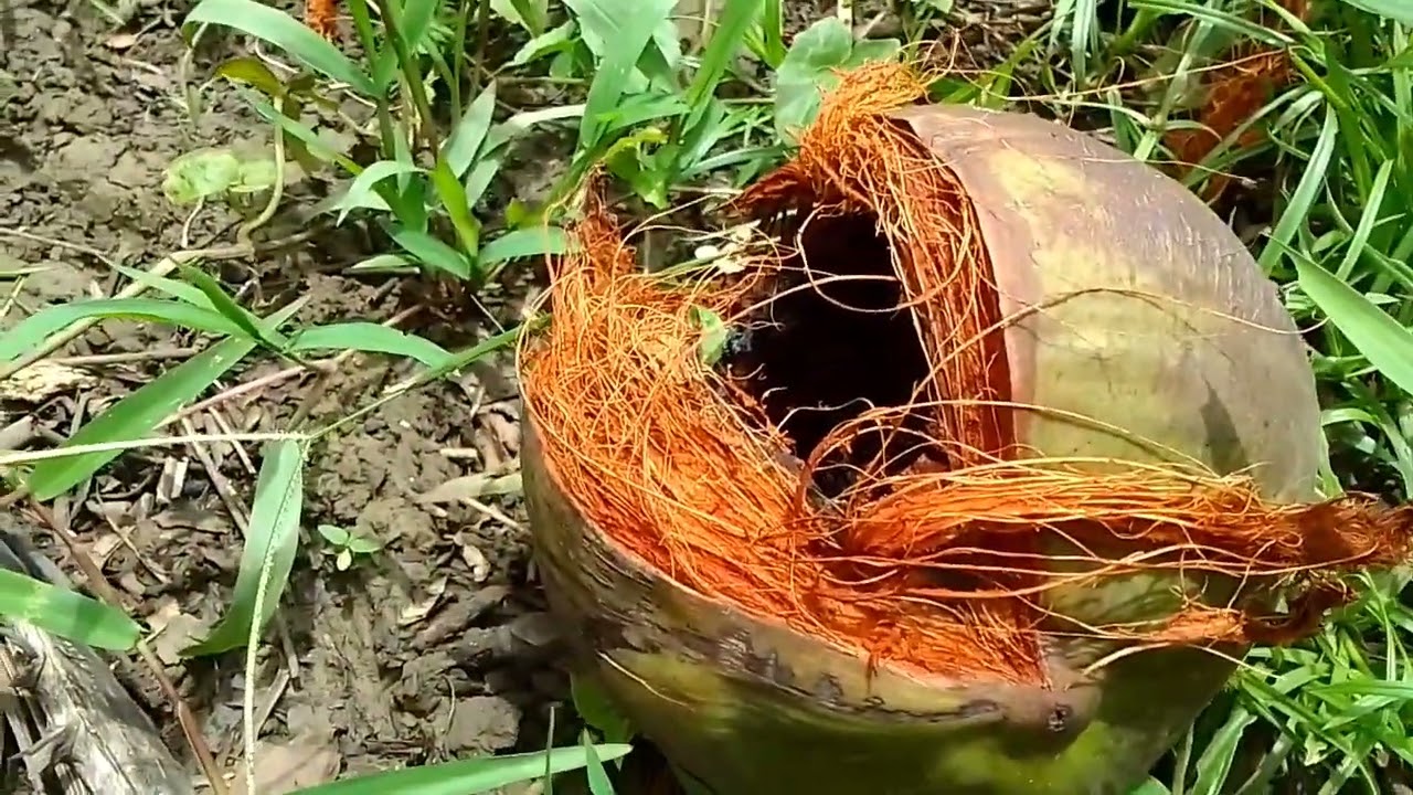 #monkey attack coconut#tay pilay make monkey trap#monkey trap part 1