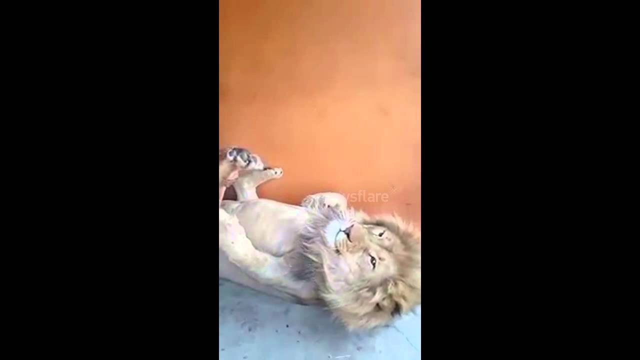 Lion loves a foot massage