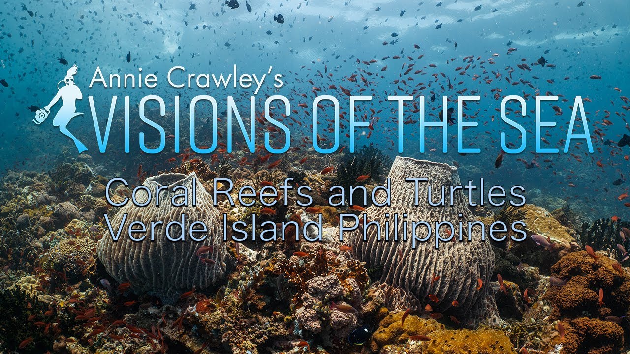 Underwater Relaxing 4K Ocean Video Verde Island Philippines Visions of the Sea Annie Crawley