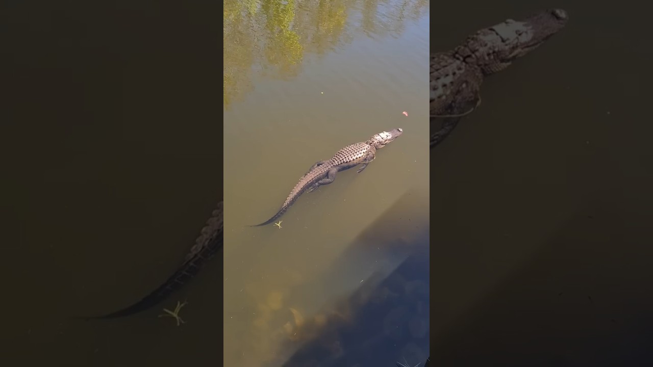 Looking for a lunch | H.P. Williams Wildlife Viewing Area, Florida