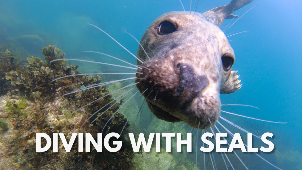 Diving with seals in Lundy Island, Devon