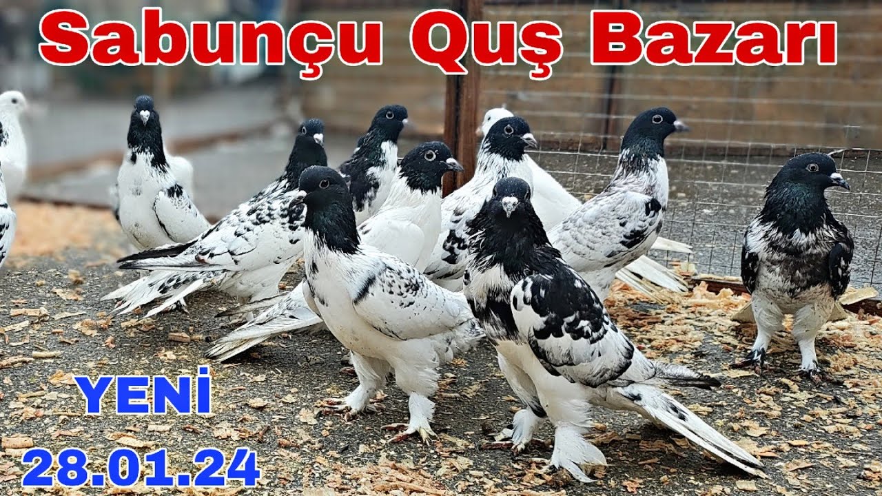 Sabunçu Quş Bazarı 28 yanvar 2024 @mubarizemintv2271
