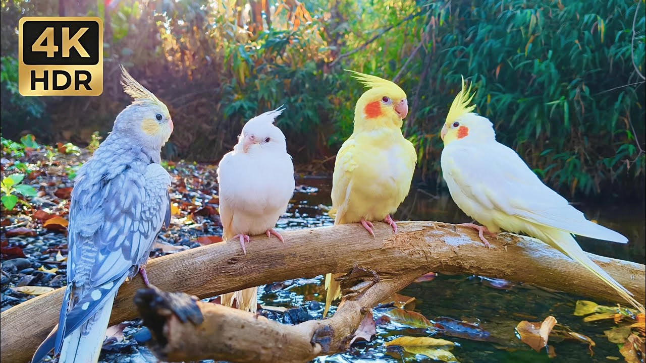 1 Hour Cockatiel Song & Nature Ambience for Deep Focus & Study | 4K UHD