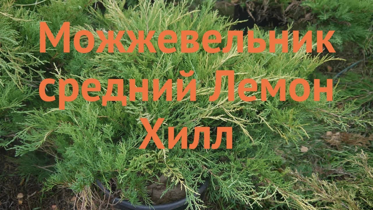 Можжевельник средний Лемон Хилл (lemon hill) 🌿 обзор: как сажать, саженцы можжевельника Лемон Хилл