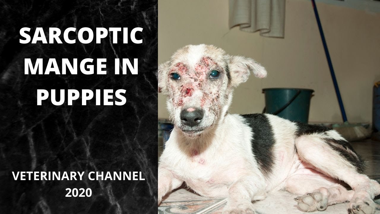 What Causes Sarcoptic Mange In Puppies? | Scabies In Puppies