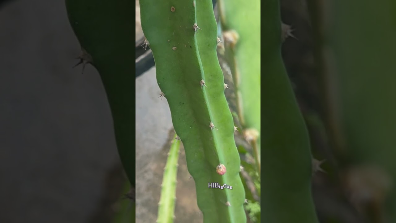 Water with care during the bud stage, overwatering can cause flower drop#BudHealth#DragonFruitGrower