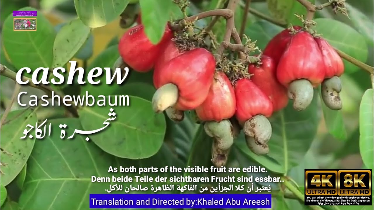 How Cashews Grow: An Amazing Journey from Farm to Table. The Cashew Story: Everything You Need