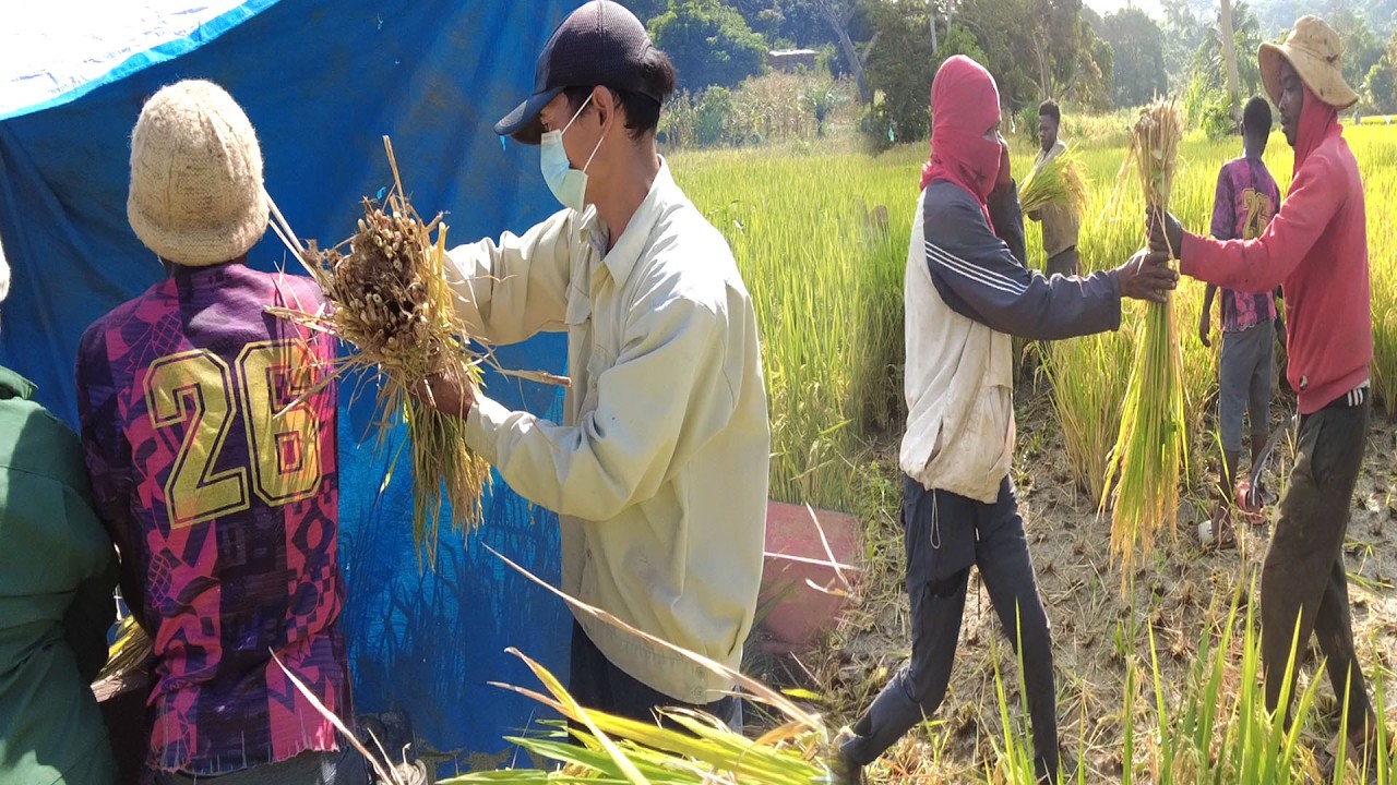 Vượt qua 2 tháng hạn hán lúa Đài Thơm đã được thu hoạch || Tony Phong cuộc sống Châu Phi